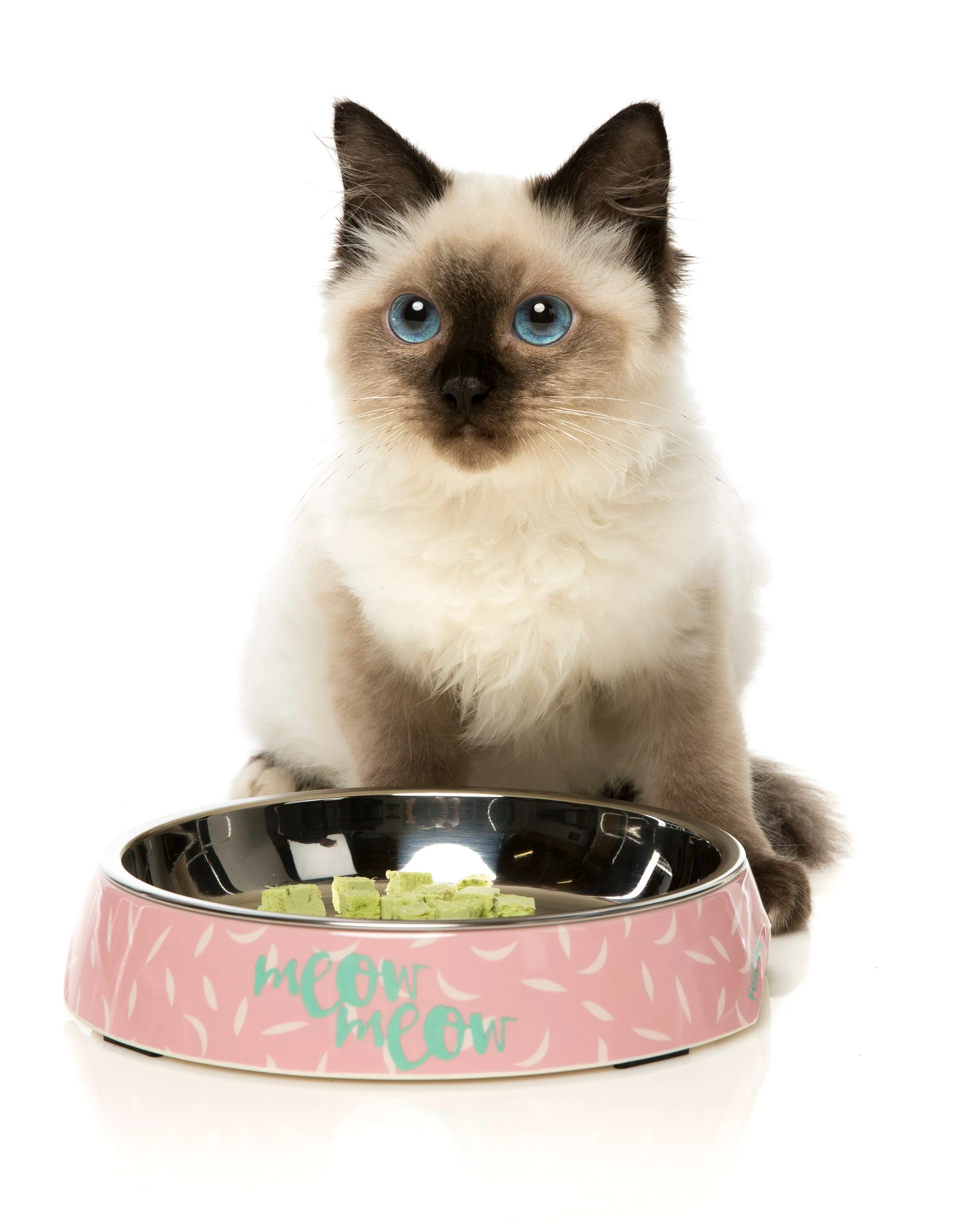 Featherstorm Cat Feeding Bowl