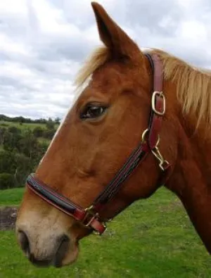 Panca Two Toned Leather Headstall
